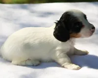 GabiPieF, a female Dachshund for sale in Mabank, TX – Photo 2 of 4