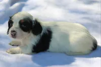 GabiPieF, a female Dachshund for sale in Mabank, TX – Photo 3 of 4
