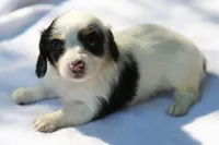 GabiPieF, a female Dachshund for sale in Mabank, TX – Photo 4 of 4
