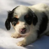 GabiPieF, a female Dachshund for sale in Mabank, TX – Photo 1 of 4