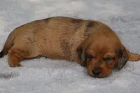 VenusDpleM, a male Dachshund for sale in Mabank, TX – 4 of 4