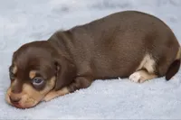 WillowChtleM, a male Dachshund for sale in Mabank, TX – 2 of 4