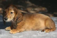 TillieRdBrdle1, a male Dachshund for sale in Mabank, TX – 2 of 4