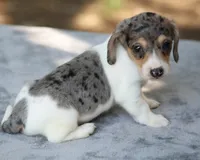 LaineyDpleM, a male Dachshund for sale in Mabank, TX – 3 of 4