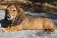 TillieRdBrdle1, a male Dachshund for sale in Mabank, TX – 3 of 4