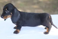 KaydaBlkTnF, a female Dachshund for sale in Mabank, TX – 2 of 5