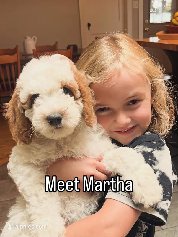 Martha – Goldendoodle puppy for sale in Lancaster, PA
