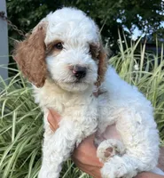 Martha, a female Goldendoodle for sale in Lancaster, PA – 2 of 3