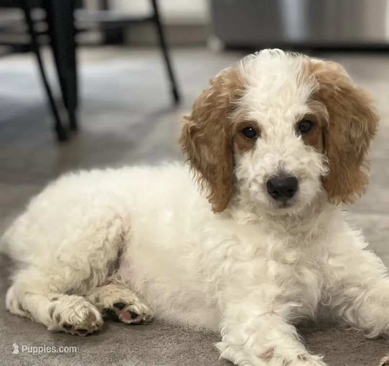 George – Goldendoodle puppy for sale in Lancaster, PA