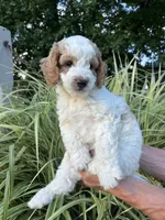 John J, a male Goldendoodle for sale in Lancaster, PA – 3 of 4
