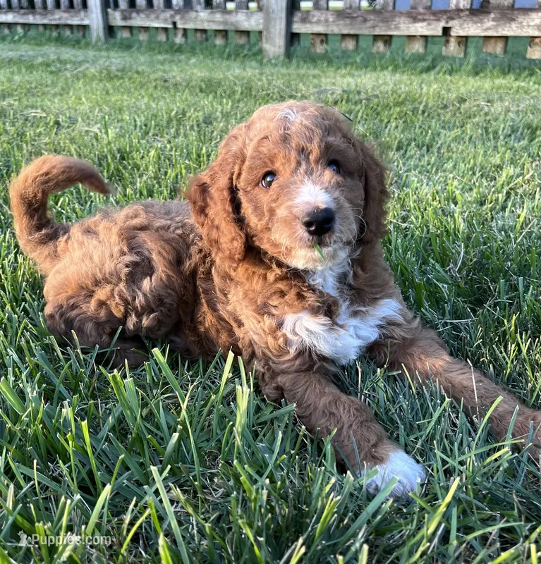 Franklin – Goldendoodle puppy for sale in Lancaster, PA