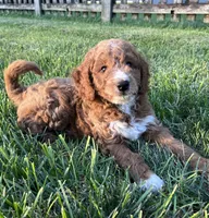 Franklin, a male Goldendoodle for sale in Lancaster, PA – 1 of 3