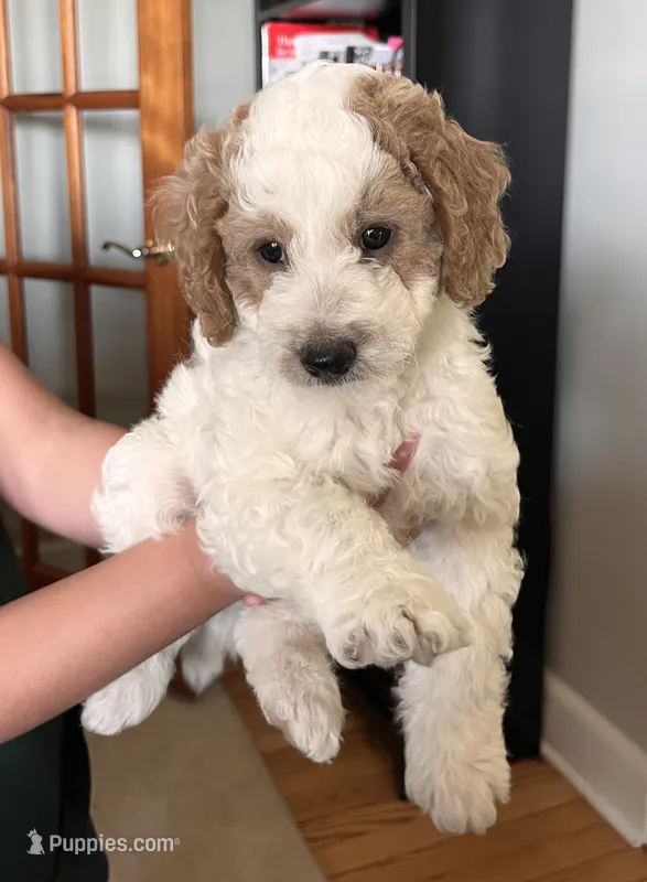 John J – Goldendoodle puppy for sale in Lancaster, PA