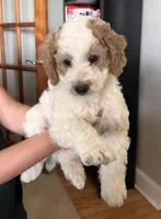 John J, a male Goldendoodle for sale in Lancaster, PA – 1 of 4