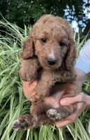 Anigail, a female Goldendoodle for sale in Lancaster, PA – 3 of 3