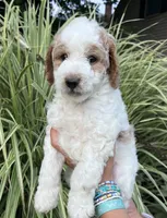 John J, a male Goldendoodle for sale in Lancaster, PA – 2 of 4