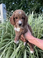 Franklin, a male Goldendoodle for sale in Lancaster, PA – 2 of 3