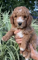 Thomas, a male Goldendoodle for sale in Lancaster, PA – 1 of 3