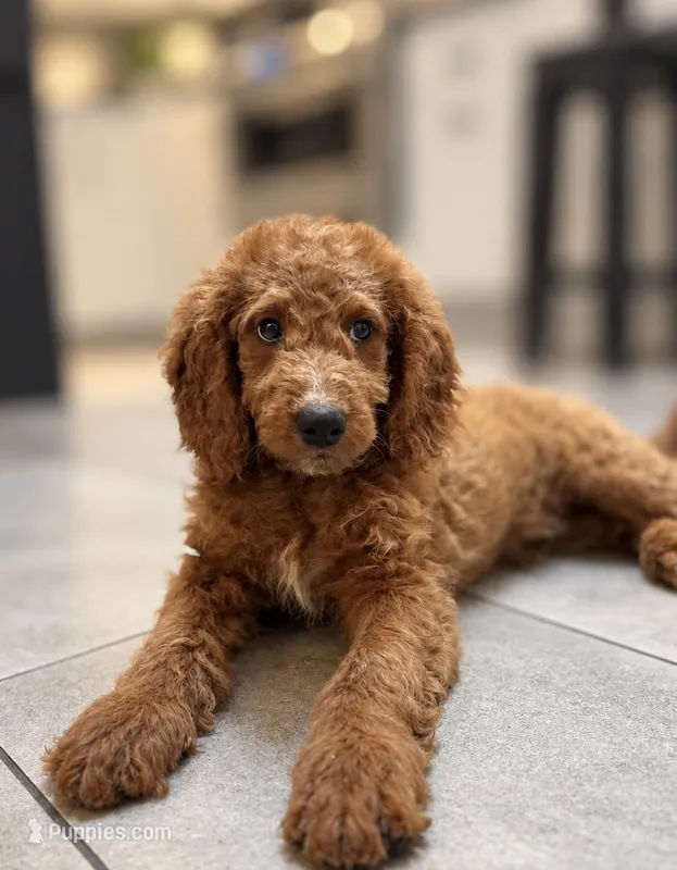 Abigail – Goldendoodle puppy for sale in Lancaster, PA