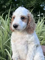 George, a male Goldendoodle for sale in Lancaster, PA – 2 of 3