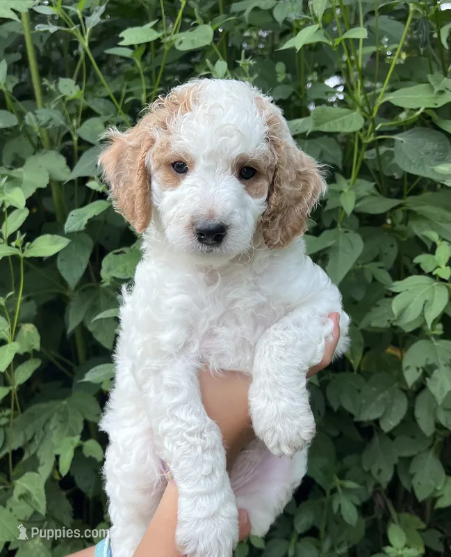 George – Goldendoodle puppy for sale in Lancaster, PA
