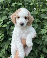 George, a male Goldendoodle for sale in Lancaster, PA – 1 of 3