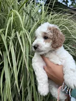 John J, a male Goldendoodle for sale in Lancaster, PA – 4 of 4