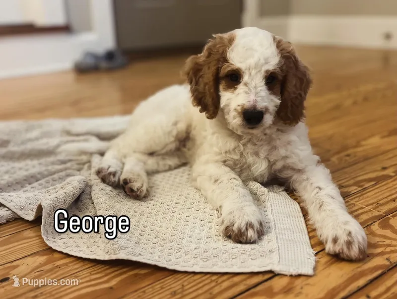 George – Goldendoodle puppy for sale in Lancaster, PA