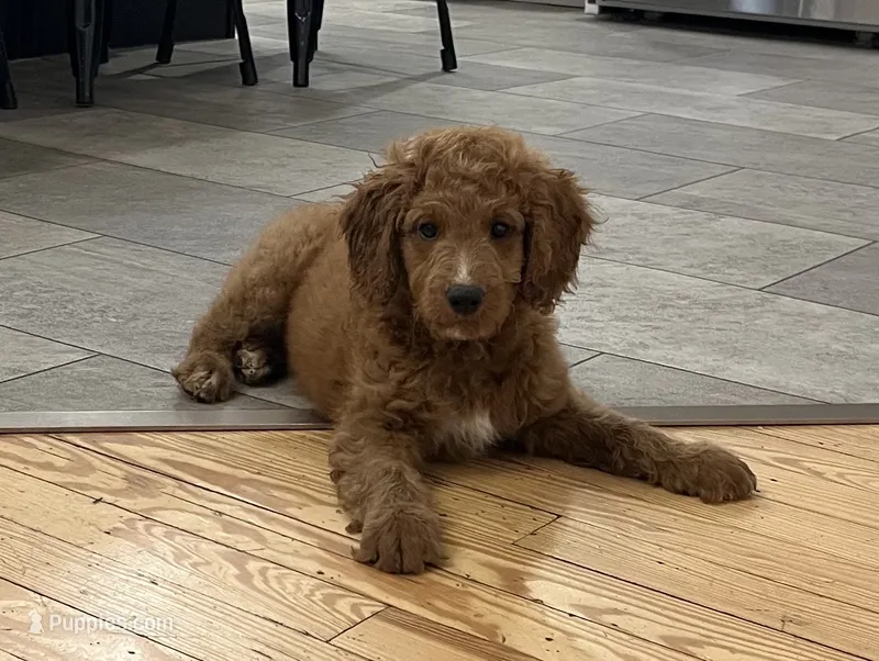 Abigail – Goldendoodle puppy for sale in Lancaster, PA