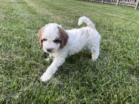 Martha, a female Goldendoodle for sale in Lancaster, PA – 3 of 3