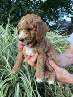 Thomas, a male Goldendoodle for sale in Lancaster, PA – 3 of 3