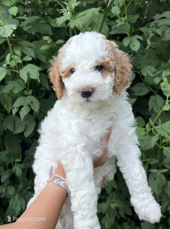 Martha – Goldendoodle puppy for sale in Lancaster, PA
