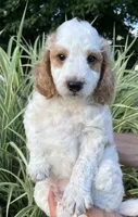George, a male Goldendoodle for sale in Lancaster, PA – 3 of 3