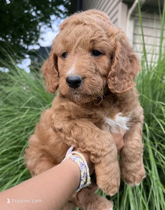 Anigail – Goldendoodle puppy for sale in Lancaster, PA