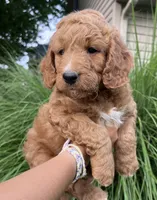 Anigail, a female Goldendoodle for sale in Lancaster, PA – 1 of 3