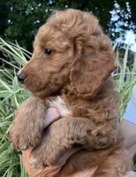 Anigail, a female Goldendoodle for sale in Lancaster, PA – 2 of 3