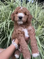 Thomas, a male Goldendoodle for sale in Lancaster, PA – 2 of 3