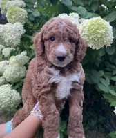 Franklin, a male Goldendoodle for sale in Lancaster, PA – 3 of 3