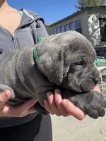 Green, a male Cane Corso for sale in Grand Junction, CO – Photo 3 of 4