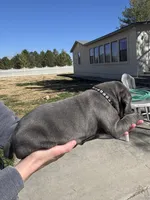 Black, a male Cane Corso for sale in Grand Junction, CO – Photo 2 of 4