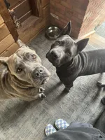 Black, a male Cane Corso for sale in Grand Junction, CO – Photo 4 of 4