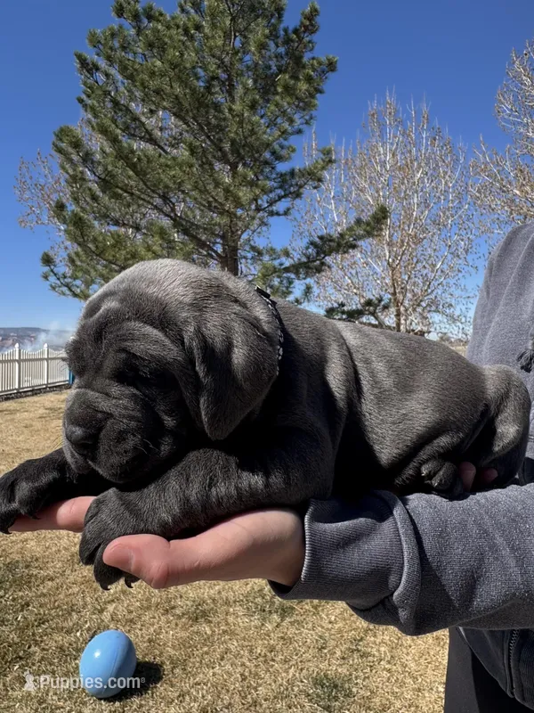 Black – Cane Corso puppy for sale in Grand Junction, CO