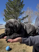 Black, a male Cane Corso for sale in Grand Junction, CO – Photo 1 of 4