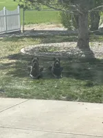Pink, a female Cane Corso for sale in Grand Junction, CO – Photo 4 of 4