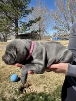 Pink, a female Cane Corso for sale in Grand Junction, CO – Photo 3 of 4