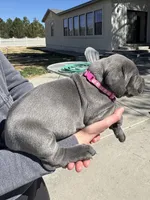 Pink, a female Cane Corso for sale in Grand Junction, CO – Photo 2 of 4