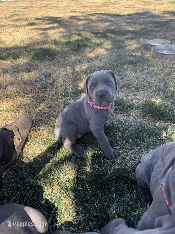 Pink – Cane Corso puppy for sale in Grand Junction, CO