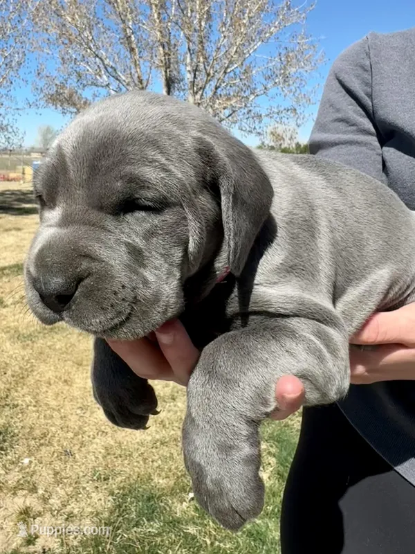 Pink – Cane Corso puppy for sale in Grand Junction, CO
