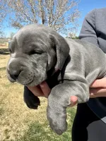 Pink, a female Cane Corso for sale in Grand Junction, CO – Photo 1 of 4