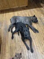 Red, a female Cane Corso for sale in Grand Junction, CO – Photo 4 of 4